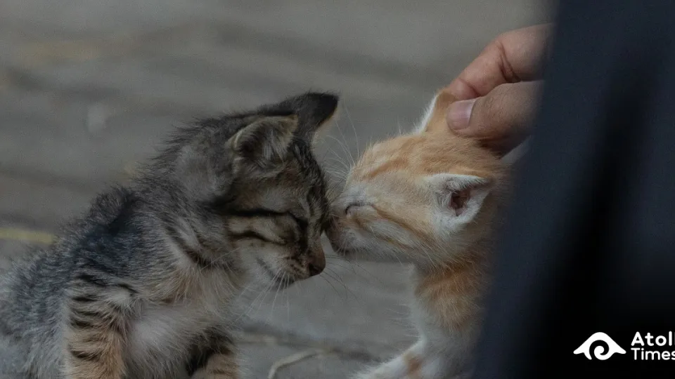 Council seeks control of facility if cat issue remains unresolved